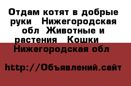 Отдам котят в добрые руки - Нижегородская обл. Животные и растения » Кошки   . Нижегородская обл.